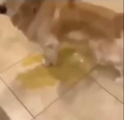 based dog