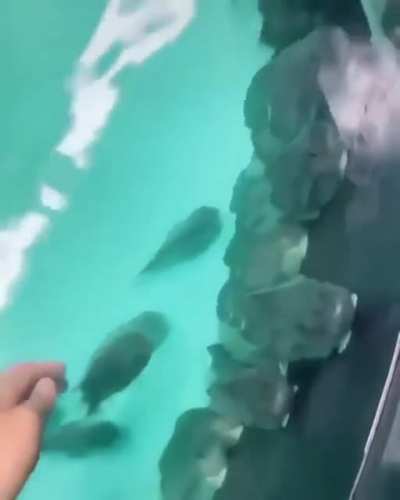 🐟