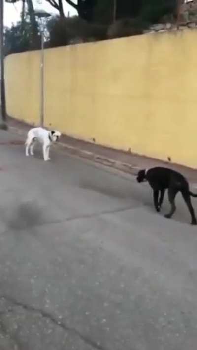 Duel