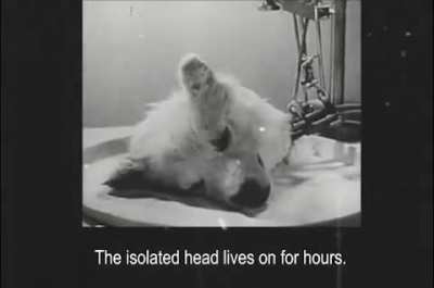 cursed_ECMO