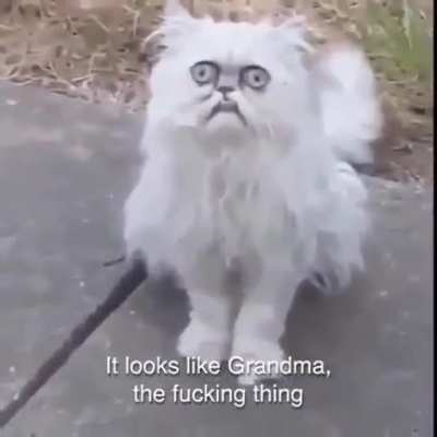 This fuckin cat