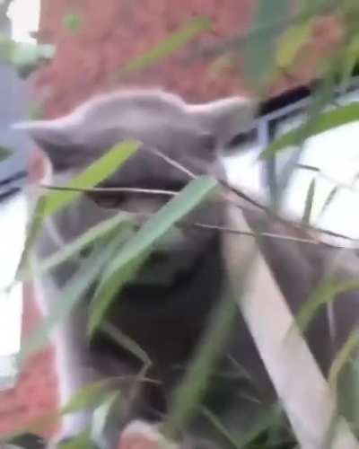 Is cat allowed to say it?