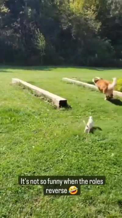 Chihuahuaaaa