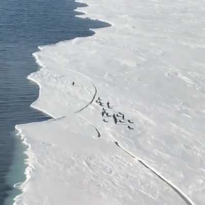 Single Penguin forgetting that he can just swim, makes a run for it after being stranded on ice!