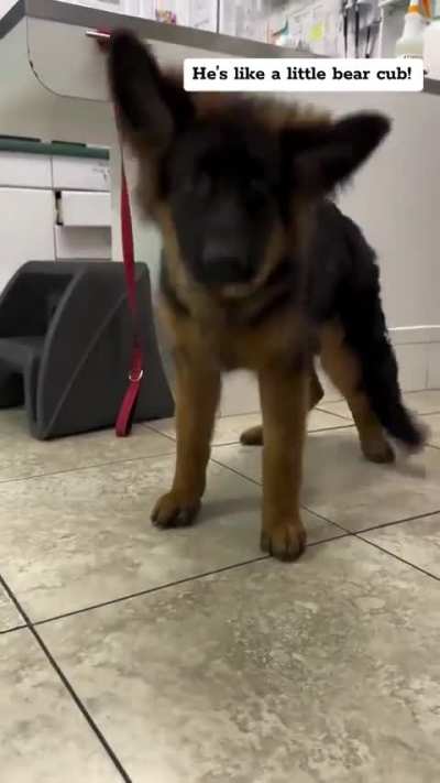 Cutest German Shepherd puppy!