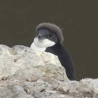 As a fashionista Dave was keen to make the beanie popular for the winter season of 2021....