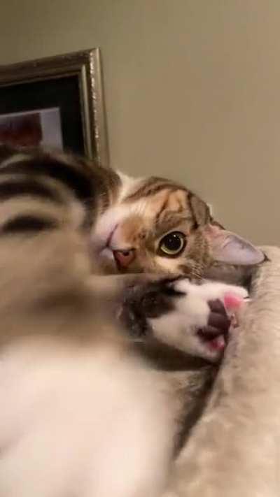 Kiko gets on her cat tree and yells!