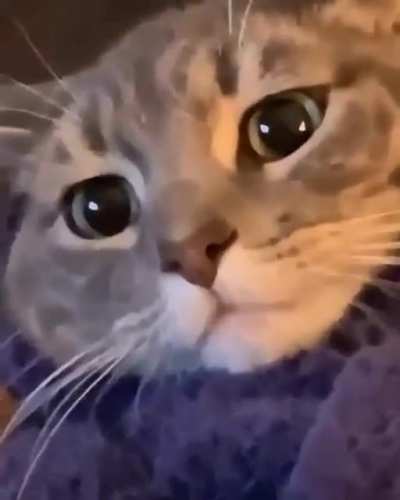 Poor Burrito kitty