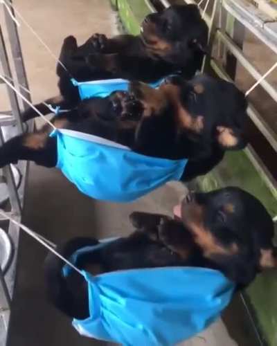 Puppies On A Hammock