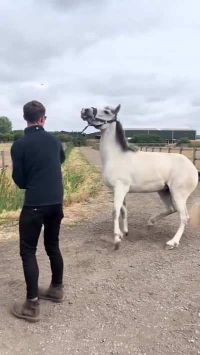 The herd needs me