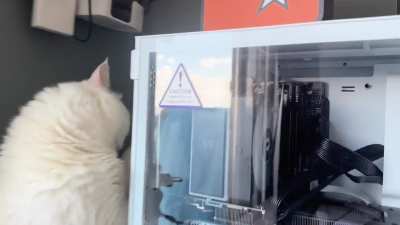 My cat is obsessed with fans