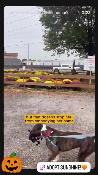 Nashville Humane Association. Adopt Sunshine. October 9th 2025. IG Story