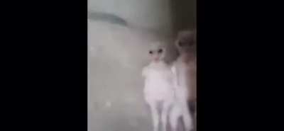 Cursed_owls