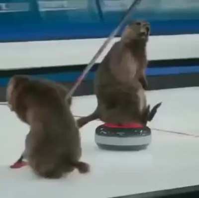 Beavers just havin fun