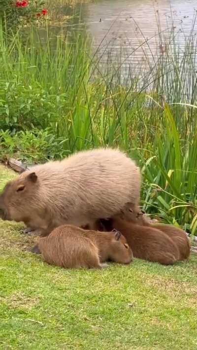 Apareció una mama carpincho con sus 6 hijos en Nordelta y posó para la foto