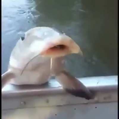Rule fish