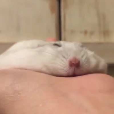 Somebody deflated the hamster