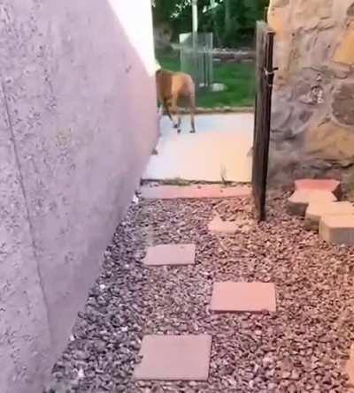 Good job, dog.
