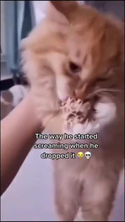 Feed the cat