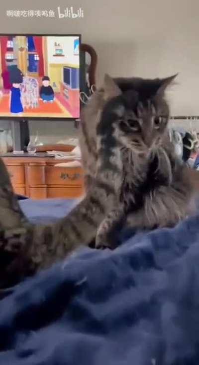 What? Cat is evolving! ... Congratulation! Your Cat evolved into Cat-Rex!