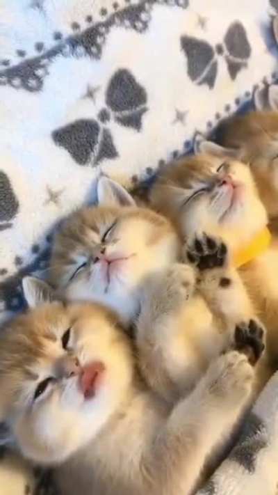 These cats