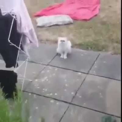Evil Cat