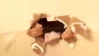 Reggie is dead, no more rat