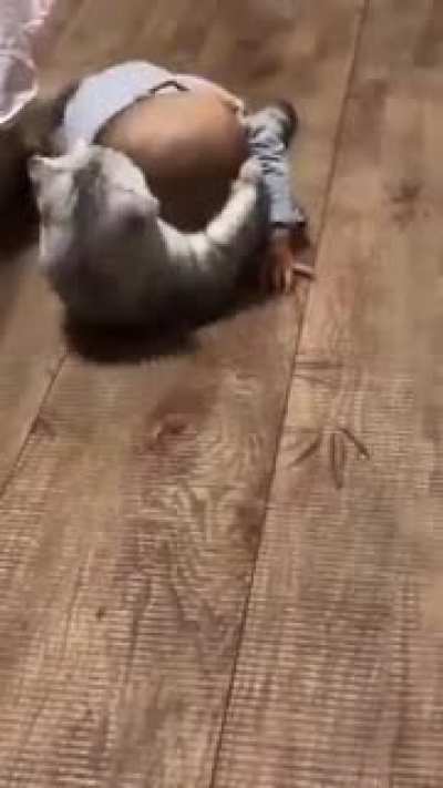 Cat the best friend