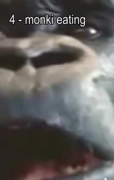 😎🐒😎