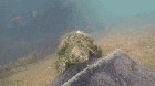 Beautiful elderly Common Snapping Turtle just coming to say Hello. Spring Lake, San Marcos, TX