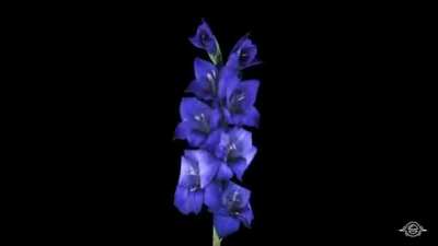 Flowers blooming time lapse
