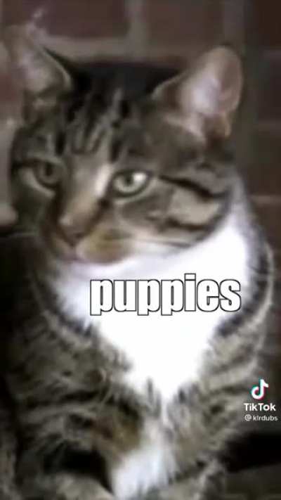 Apparently their called puppies
