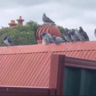2020 is starting to feel like this pigeon