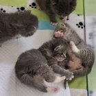 Ren, Lilac, Poppy, and Jasmine have hit 3 weeks, so now they've gone vicious.