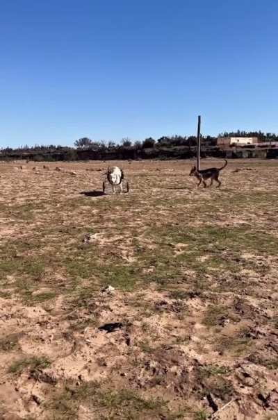 Charlotte has spent years paralysed in her back legs, shuffling around SARA Morocco our animal sanctuary on her front paws. This week, she finally got her own wheelchair.