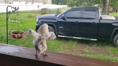 This video never fails to crack me up.
