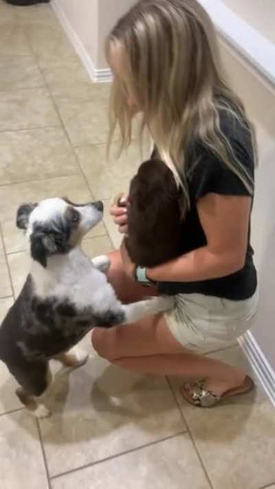 Introducing our Aussie to her new puppy sister
