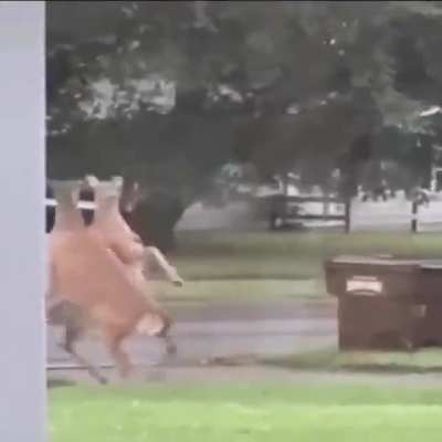 DEERCORE DEERCORE DEERCORE DEERCORE!!! 🦌🦌🦌🦌🦌🦌🦌🦌🦌🦌🦌🦌