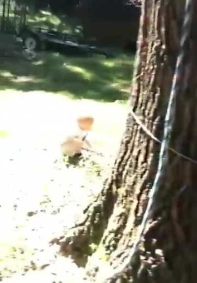 Twig comes alive