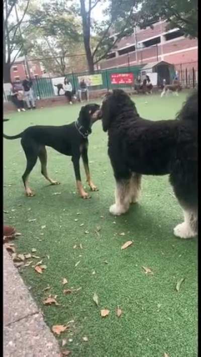 Dogs fighting for a ball