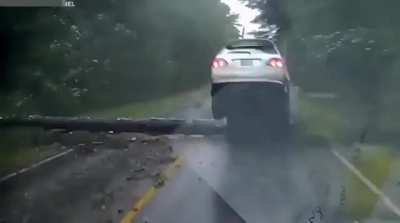 Ke$ha yelling TIMBER