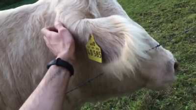This cow always waits for me when I‘m out running to give them some scratches