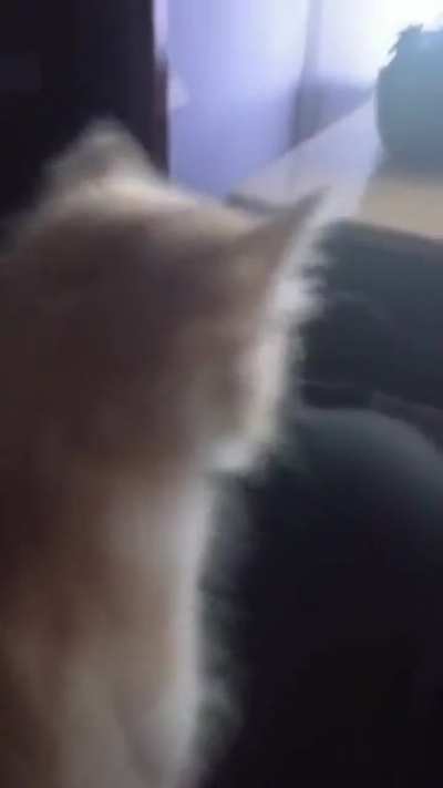 aww
