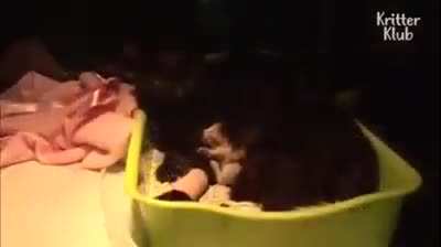 Cat who lost her kittens is given an abandoned kitten