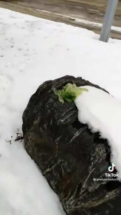 LeTtUcE