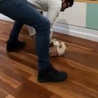BrUtAL OwNeR LaUnChEs HiS CaT AcRoSS tHe RooM