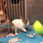 Bunny mad