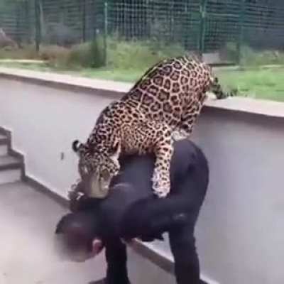 Animals attachment and comfort with humans.