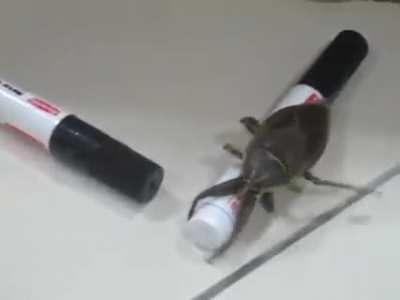 female bug