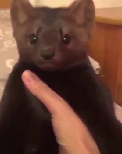 :v
